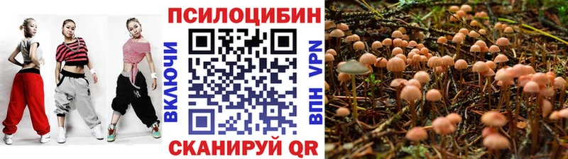 Псилоцибиновые грибы Cubensis  закладка  Северская 
